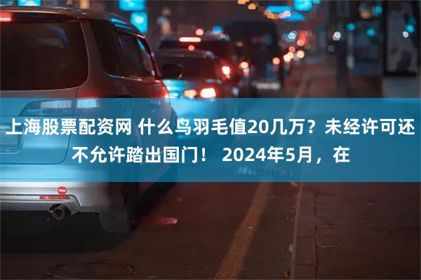 上海股票配资网 什么鸟羽毛值20几万？未经许可还不允许踏出国门！ 2024年5月，在